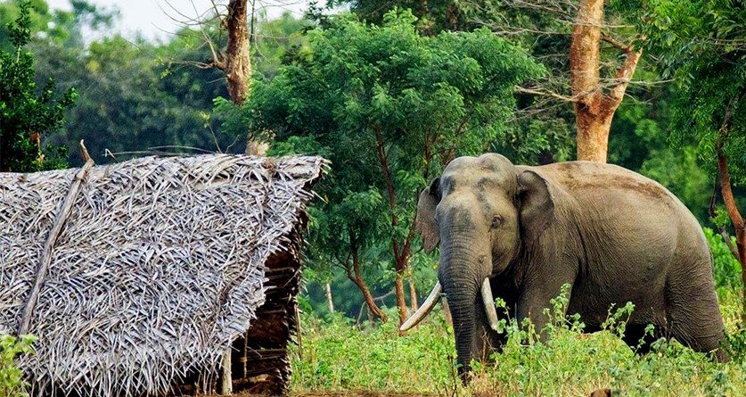हात्तीले धानबाली नोक्सान, स्थानीय रातभर जाग्राम