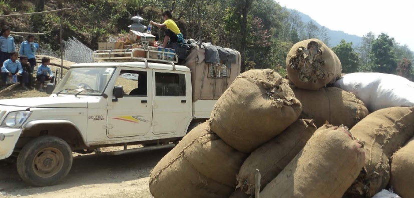 खोटाङका स्थानीय किसान सिन्कौली बेचेरै लखपति !