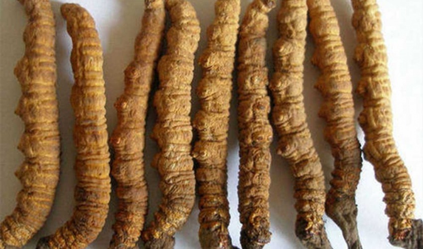 दार्चुलामा यार्सागुम्बासहित एक भारतीय नागरिक पक्राउ