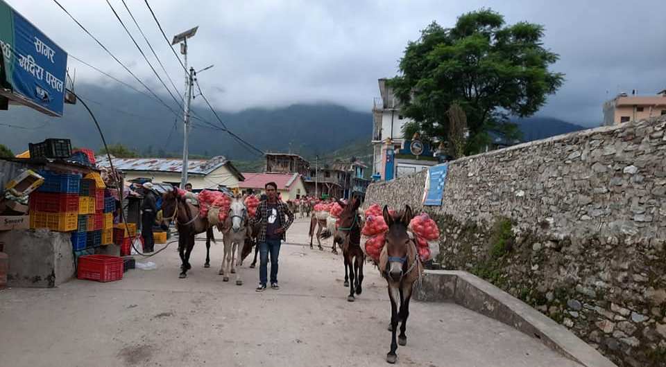 बाहुनी गाउँको प्याज सदरमुकाम मार्तडी आईपुग्याे