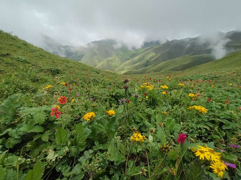 बडीमालिकालाई संरक्षित क्षेत्रको रूपमा विकास गरिने
