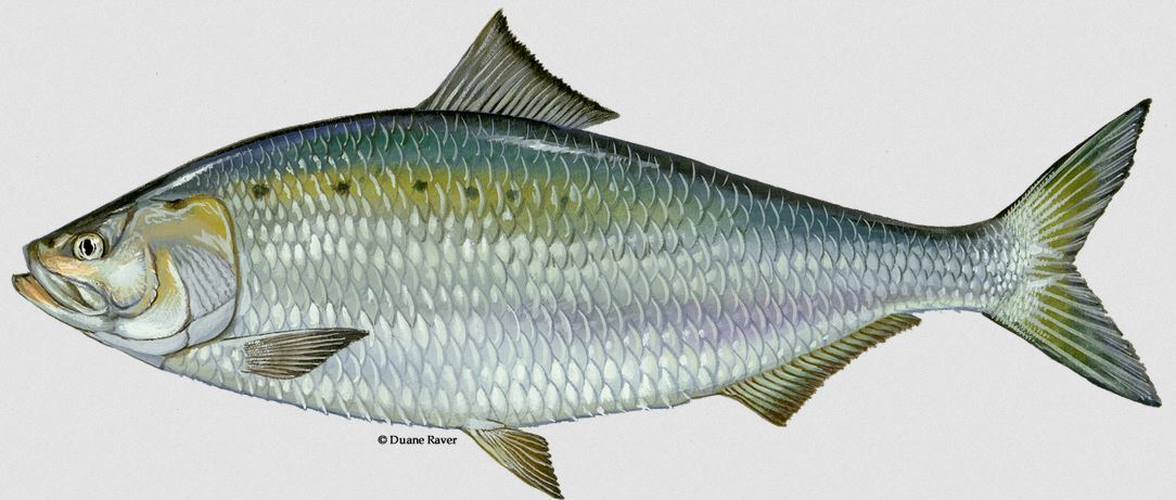 ठूलीगाड जलाधार क्षेत्रमा लोपोन्मुख प्रजातिका माछा  बढ्दै