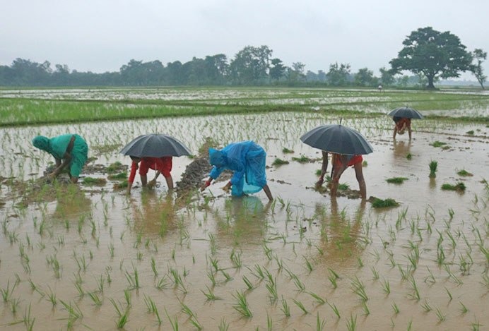 सप्तरीमा शतप्रतिशत धान रोपाइँ, ९०० बिघा डुबानमा