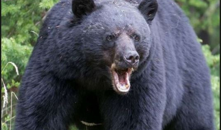 भालुको आक्रमणबाट श्रीमान्-श्रीमती घाइते