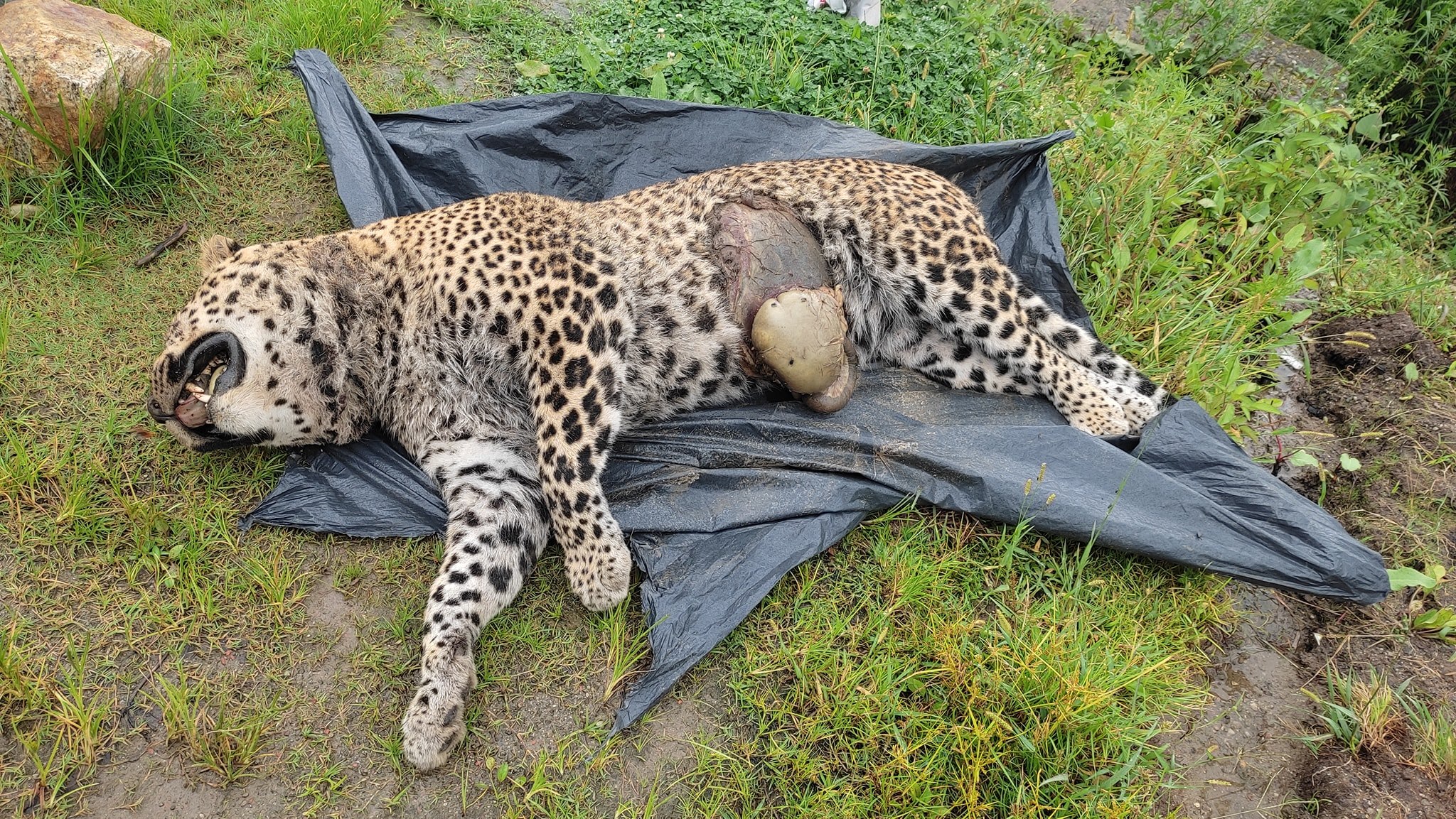 बाजुरामा चितुवा मृत अवस्थामा फेला