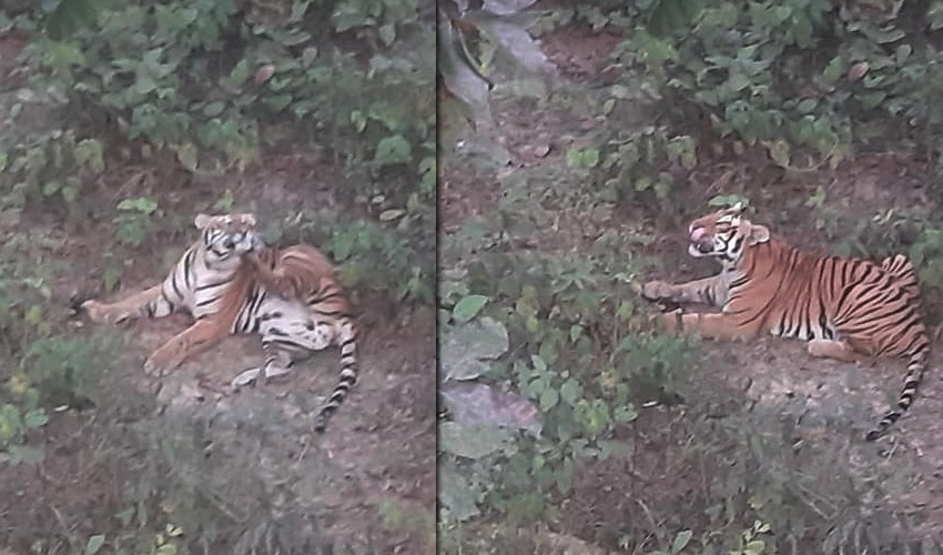 धगनढीमा फेरि देखिन थाल्यो बाघ