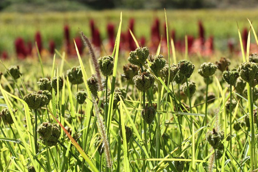 बडीमालिका नगरपालिकाले प्रथम कोदो दिवस मनाउने