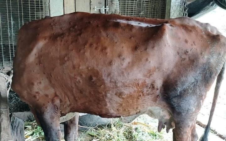 कञ्चनपुरमा पहिलोपटक पशुमा लम्पी स्किन रोग देखापर्‍यो