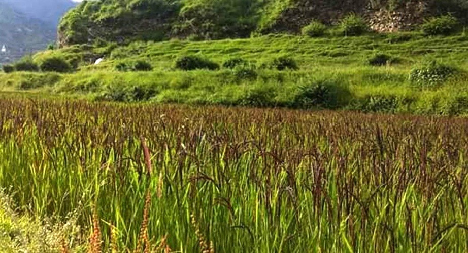 जुम्ला चिनाउने काली मार्सी, अहिलेसम्म छैन सूचीकृत