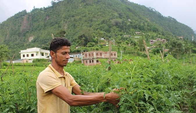 पर्वतका किसान तरकारीको बीउ उत्पादन गर्दै