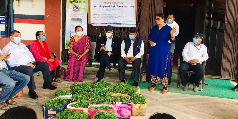 सयपत्रीले चिटिक्क बन्दै सैनामैना