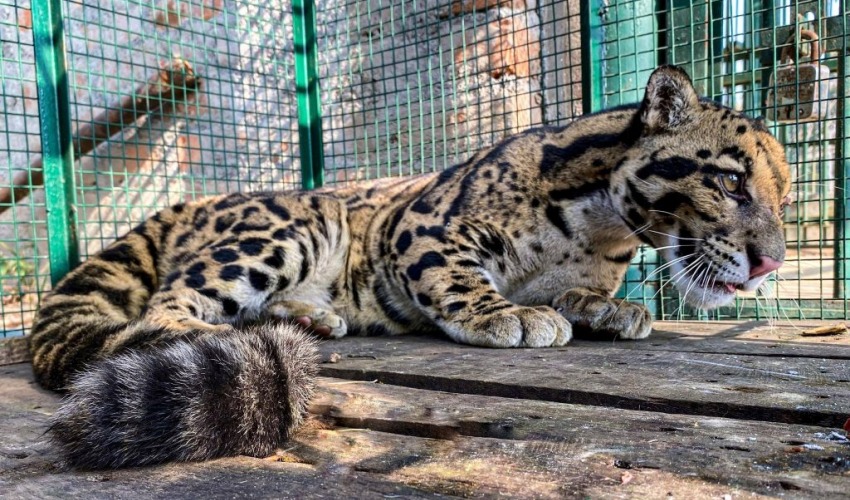 सुदूरपश्चिममा वन्यजन्तु उद्धार केन्द्र नहुँदा समस्या