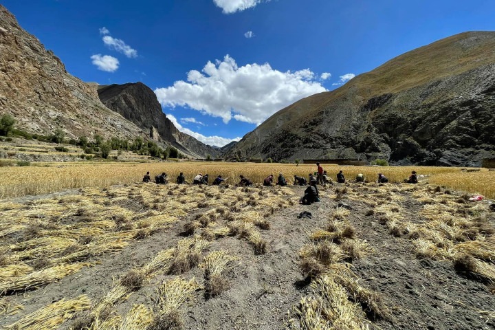 बाली भित्र्याउँदै उपल्लो डोल्पाका किसान