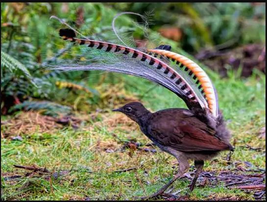 बच्चाजस्तै रुने अनौठो चरा ‘लायरबर्ड’ (भिडियो)