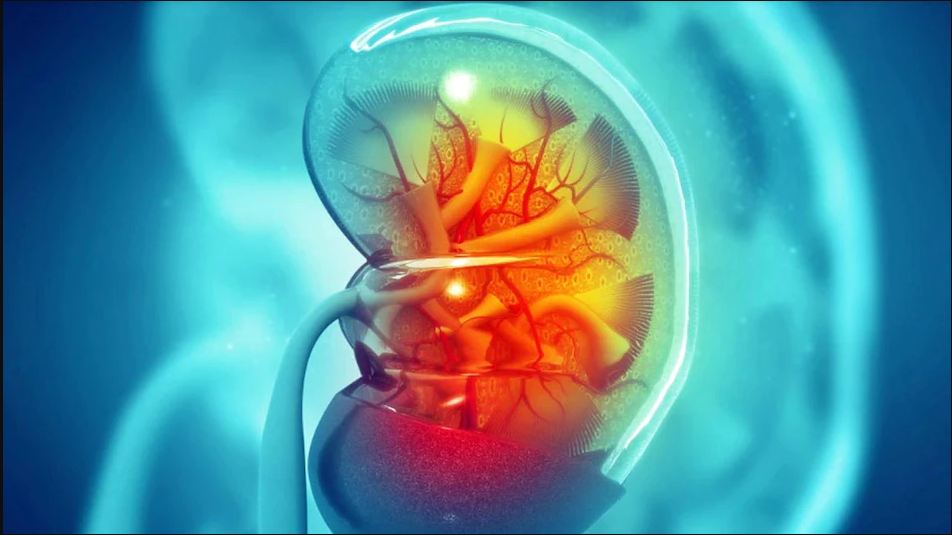 पेट र कम्मरको दुखाइ मिर्गौला पत्थरीको लक्षण