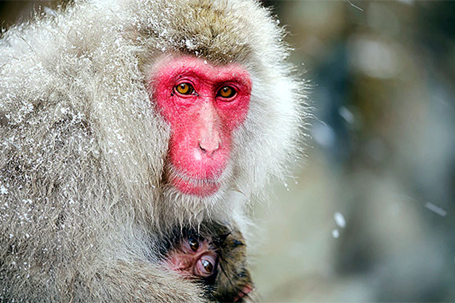 आफ्नो बच्चाको लास लिएर किन डुल्छ बाँदर ?