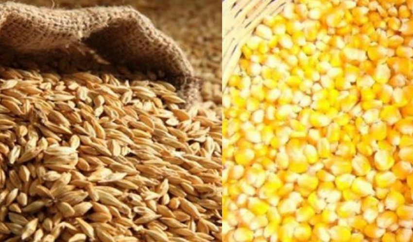 कर्णालीमा खाद्यबाली उत्पादन बढ्यो, तरकारी घट्यो