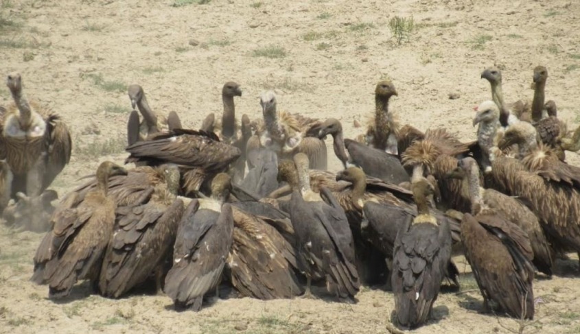 कञ्चनपुरमा गिद्धको सङ्ख्या बढ्न थालेपछि संरक्षणकर्मी उत्साहित