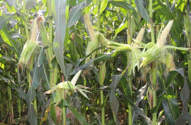 जुम्लाका किसानका दु:ख, भालु भगाउन रातभर जाग्राम