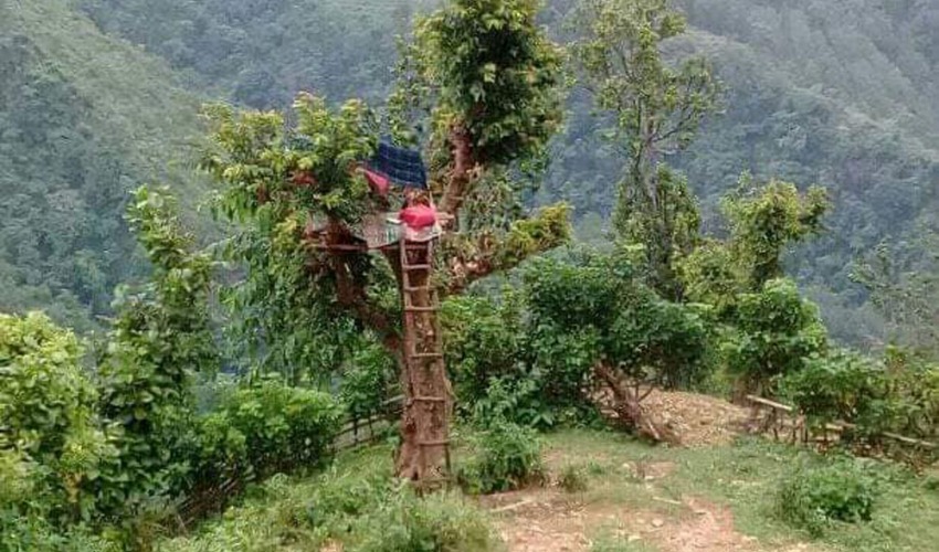 अनलाइन कक्षा पढ्न रुखमै बनाए डेरा,