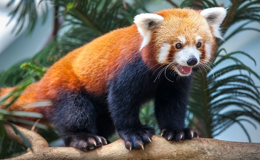 तस्कारको निसानामा रेडपाण्डा