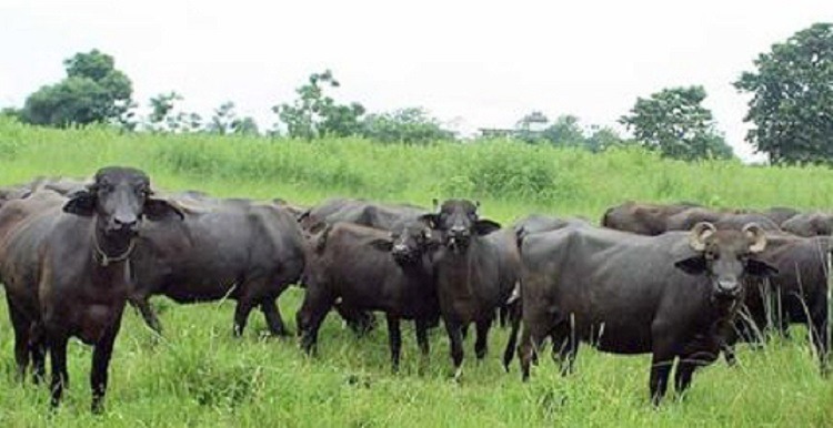 भर्चुअल विधिबाट एसियन भैँसी सम्मेलन