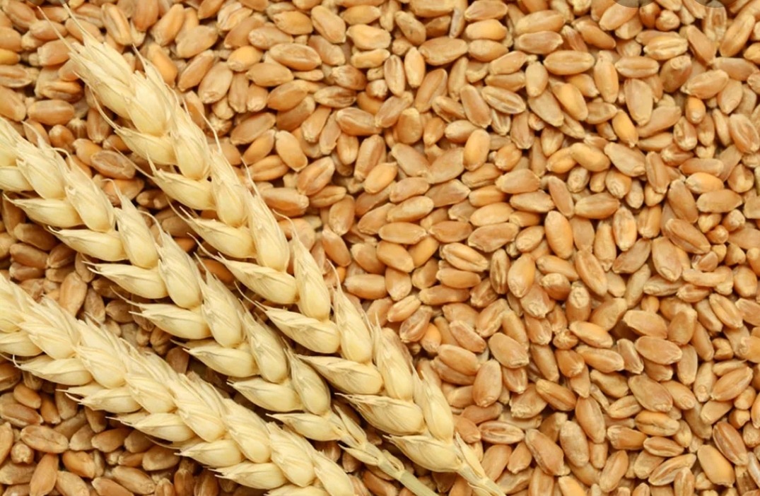 बडीमालिकाका कृषकलाई गहुँको बीउ वितरण गरिदै