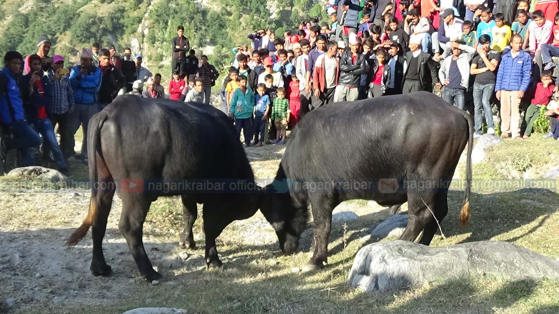 बाजुरामा राँगा जुधाएर वडा दशैंको शुभारम्भ गरिदै
