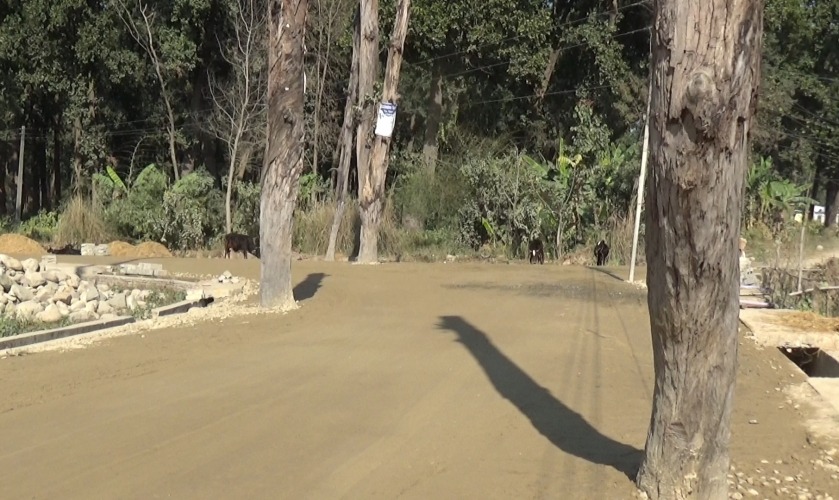 धनगढीमा कालोपत्रे पूरा नगर्दै सडक पास