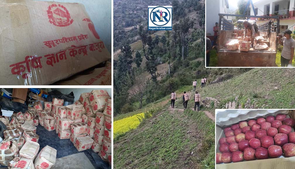 जुकोटमा फलेको स्याउ मार्तडीमा विक्रि गरिदै