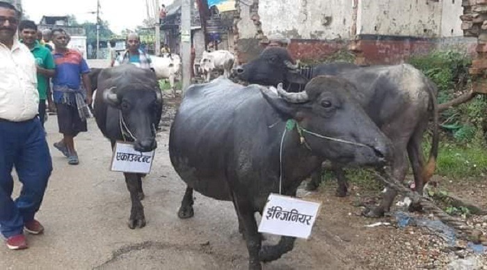 नगरपालिकामा अनियमितताको विरोधमा भैंसी जुलुस