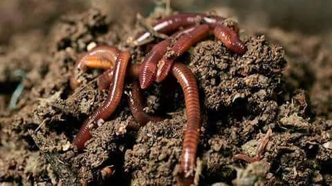 गड्यौला पालनतर्फ किसान आकर्षित