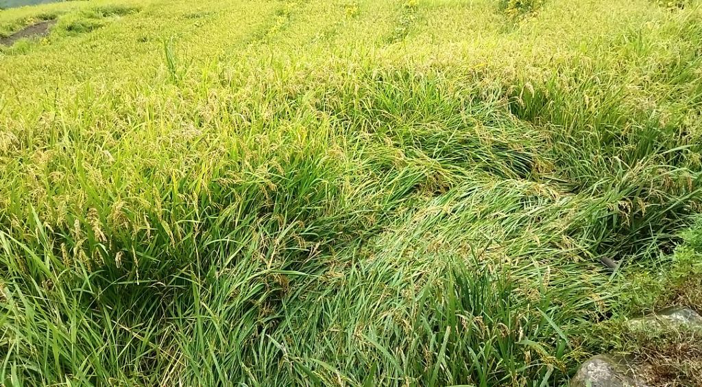 बाजुरामा वर्षाका कारण पाकेको धानबाली नष्ट