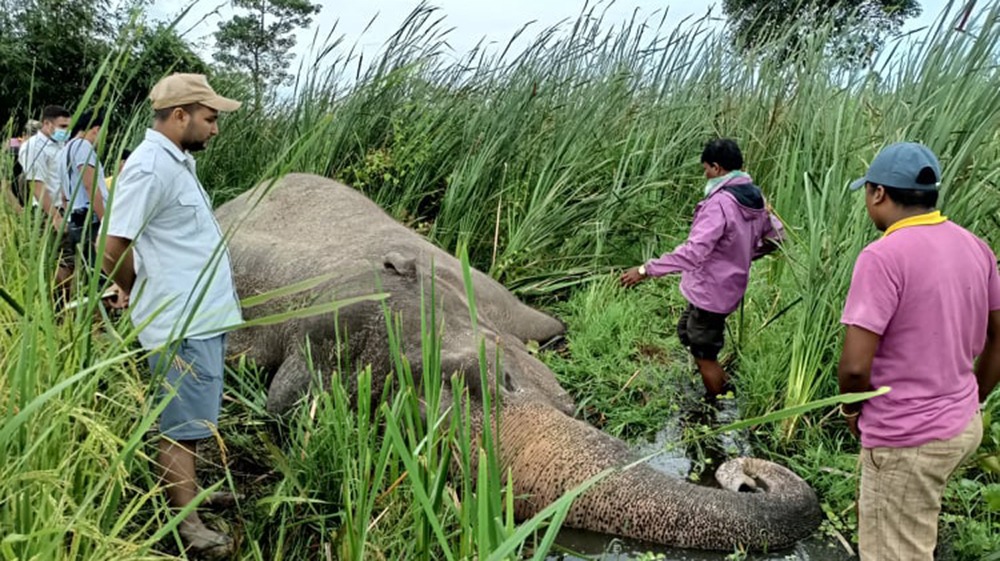 करेन्ट लागेर हात्तीको मृत्यु
