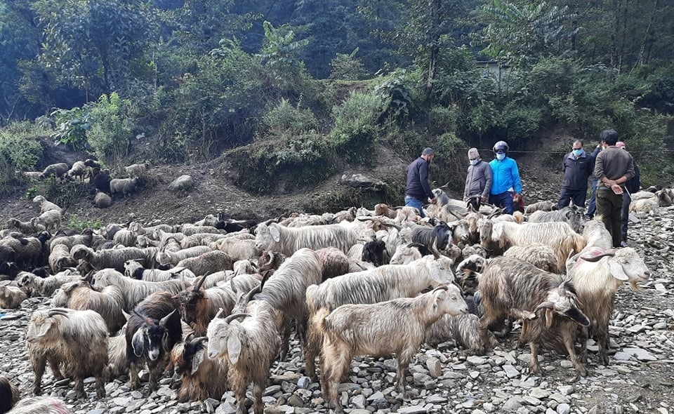 भेडा–च्यांग्रा बेच्न जहाज चढेरै पोखरा पुगे जुम्लाका व्यापारी
