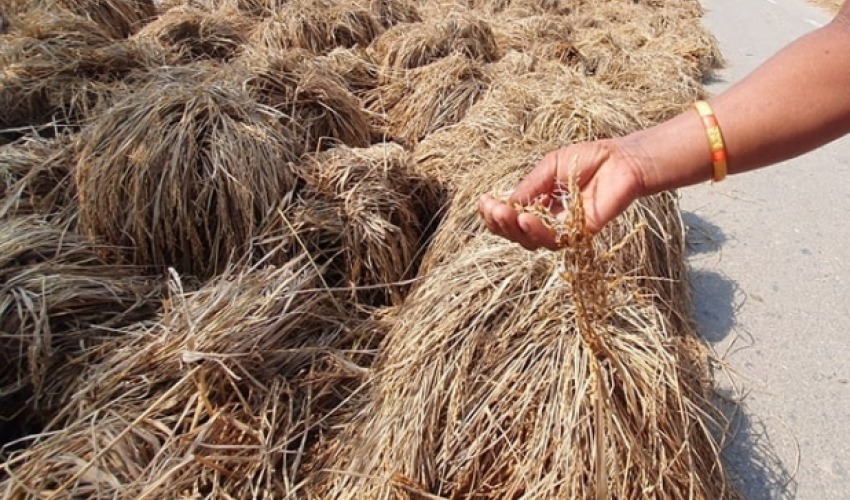 बैतडीमा वर्षाले अन्नबालीमा मात्रै दुई करोड बढीको क्षति