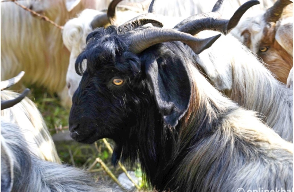 च्याङग्रा बेचेर मुस्ताङमा ३५ करोड भित्रियो