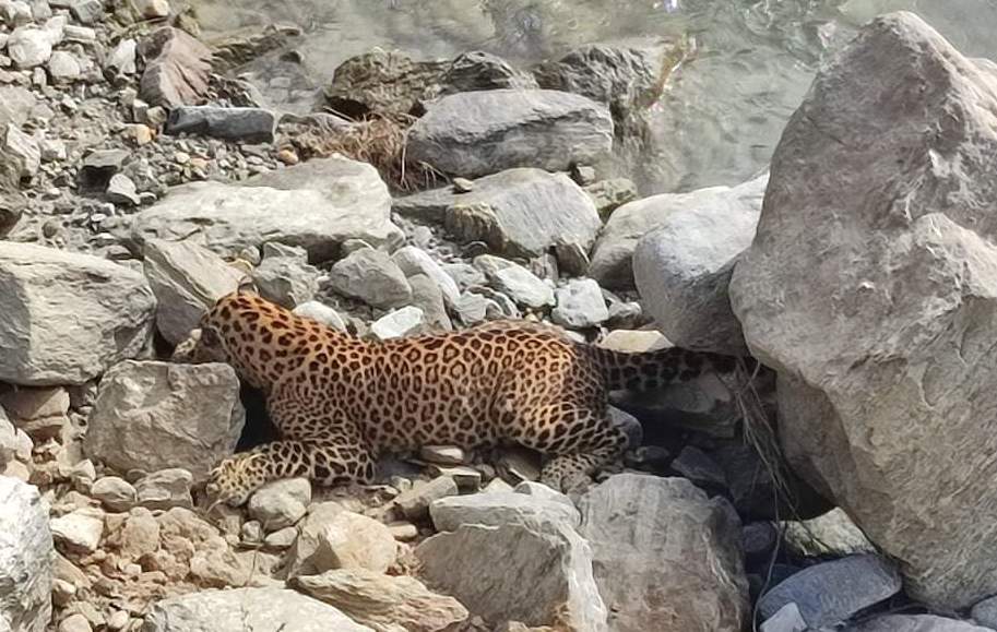 बुढिगंगा नदिको छेउमा अचेत अवस्थामा भेटियो पाटेबाघ