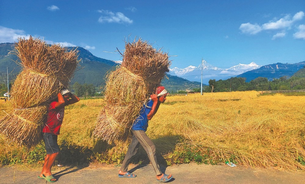 रैथाने धानमा फर्किए किसान