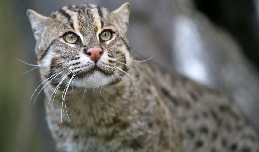 कोरियामा सयभन्दा बढी घरमा भएको आगलागीको कारण बिरालो