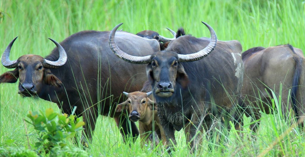 चितवनमा अर्ना बचाउनै मुस्किल