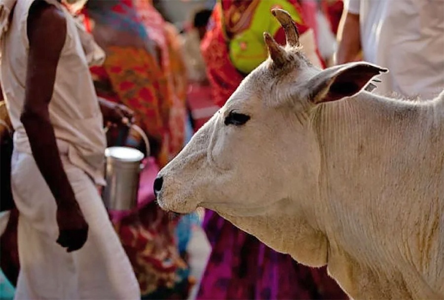 तिहारको पाँचौ दिन : आज गाईको पूजा गरि मनाइँदै