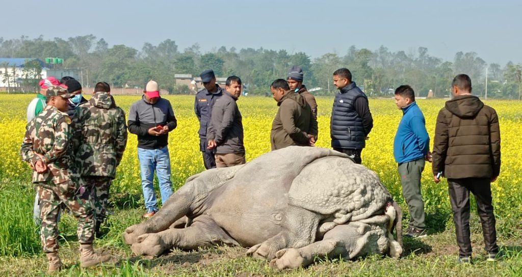 पाँच दिनको अवधिमा तीन गैंडा मरे
