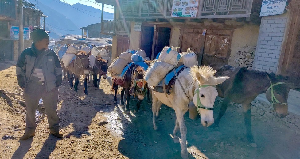 हुम्लीले कसरी थेग्छन् अचाक्ली महँगी ?