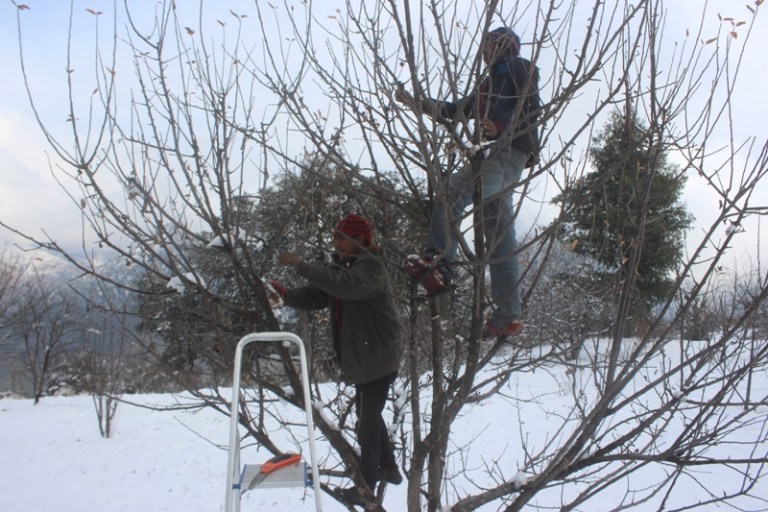 मुगुका किसानलाई स्याउ काँटछाँटको चटारो