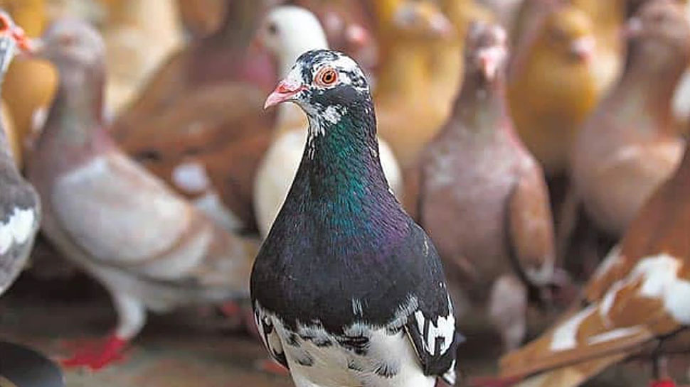 करोडपति परेवा, जसको नाममा सयौं बिघा जमीन र लाखौँ नगद