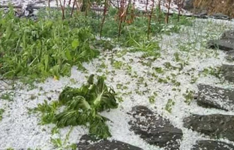 असिना पानीले तरकारी र हिउँदेबाली नष्ट