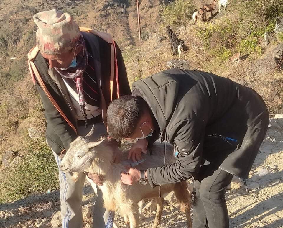 बाजुरामा लगाइयो १२हजार ४सय १७पशुमा खोरेत विरुद्धको खोप