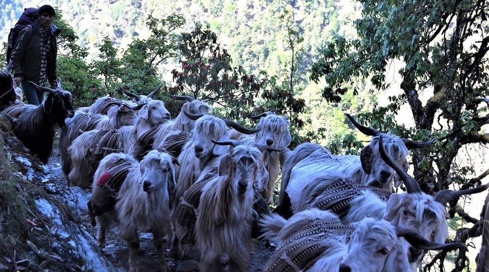 बझाङकाे साइपाल गाउँपालिकामा खाद्यान्न पुग्याे