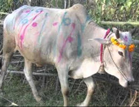 मिथिलाञ्चलमा हलो र गोरुको पूजा